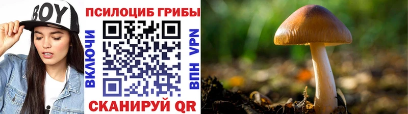 Галлюциногенные грибы прущие грибы  Сураж 